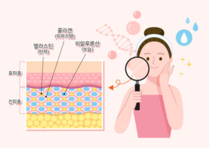 피부　「탄력」　은 어디서 오는가..?